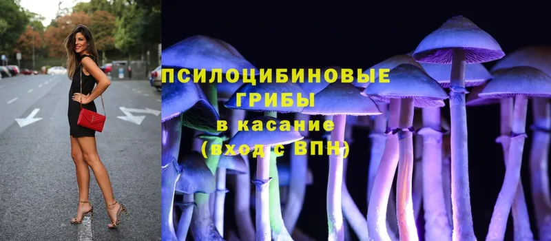 Галлюциногенные грибы Psilocybe  Сыктывкар 